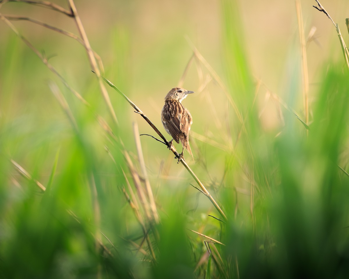 Striated Grassbird - ML637310035