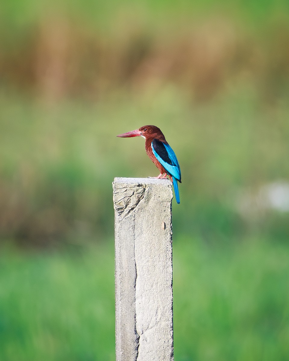 Brown-breasted Kingfisher - ML637310042