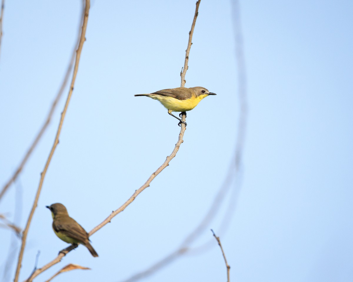 Golden-bellied Gerygone - ML637310053