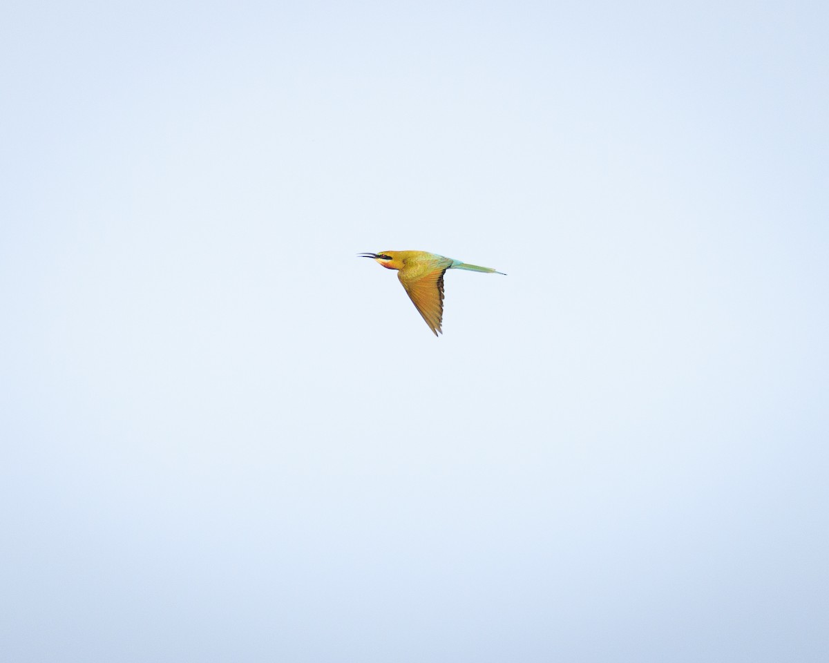 Blue-tailed Bee-eater - ML637310062