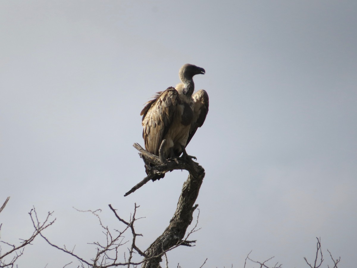 Cape Griffon - ML637310064