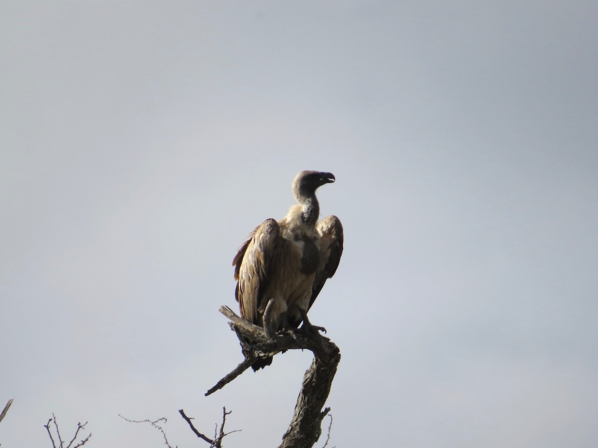 Cape Griffon - ML637310073