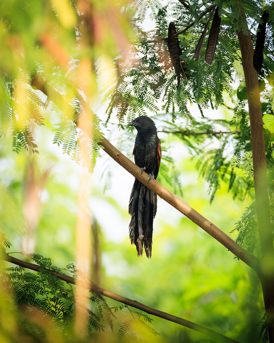 Philippine Coucal - ML637310076