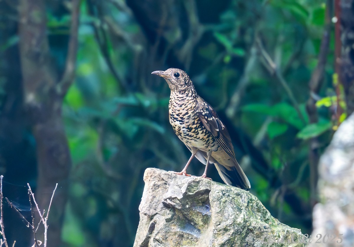 Amami Thrush - ML637310130