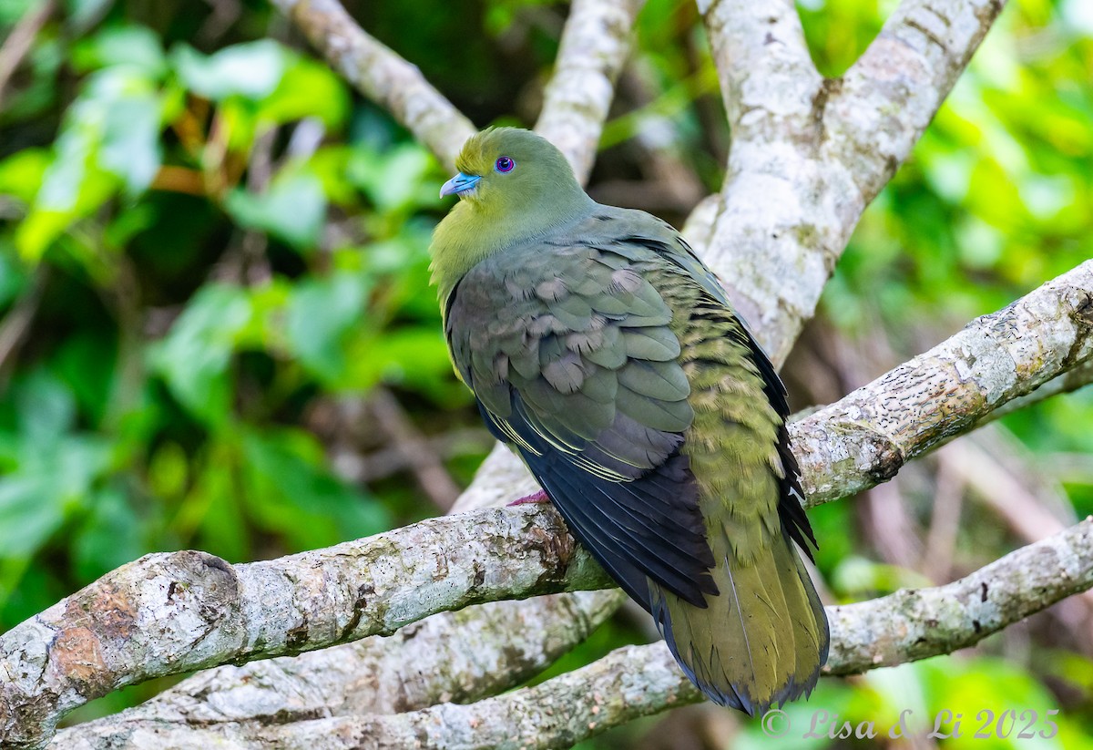 Whistling Green-Pigeon (Ryukyu) - ML637310132