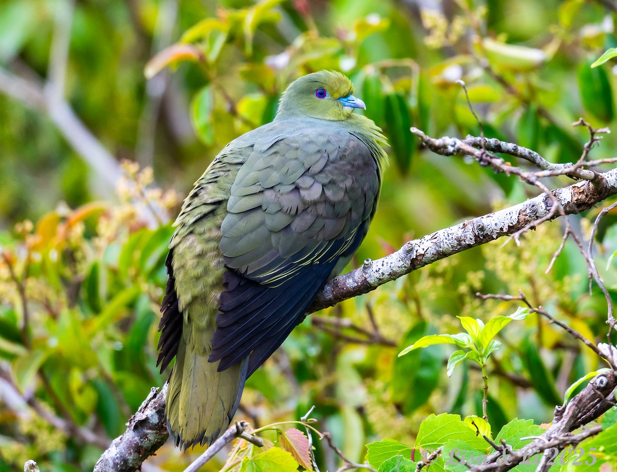 Whistling Green-Pigeon (Ryukyu) - ML637310133
