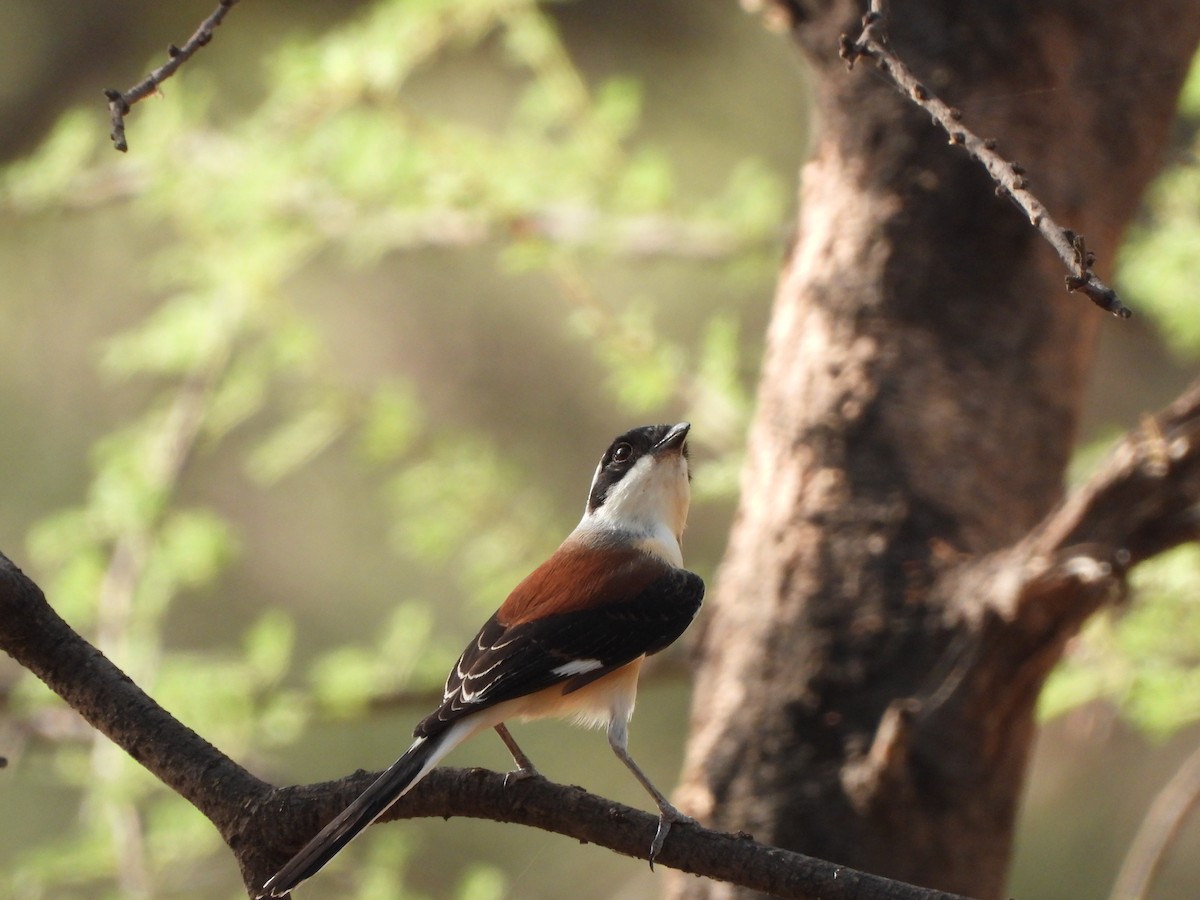 Bay-backed Shrike - ML637310147