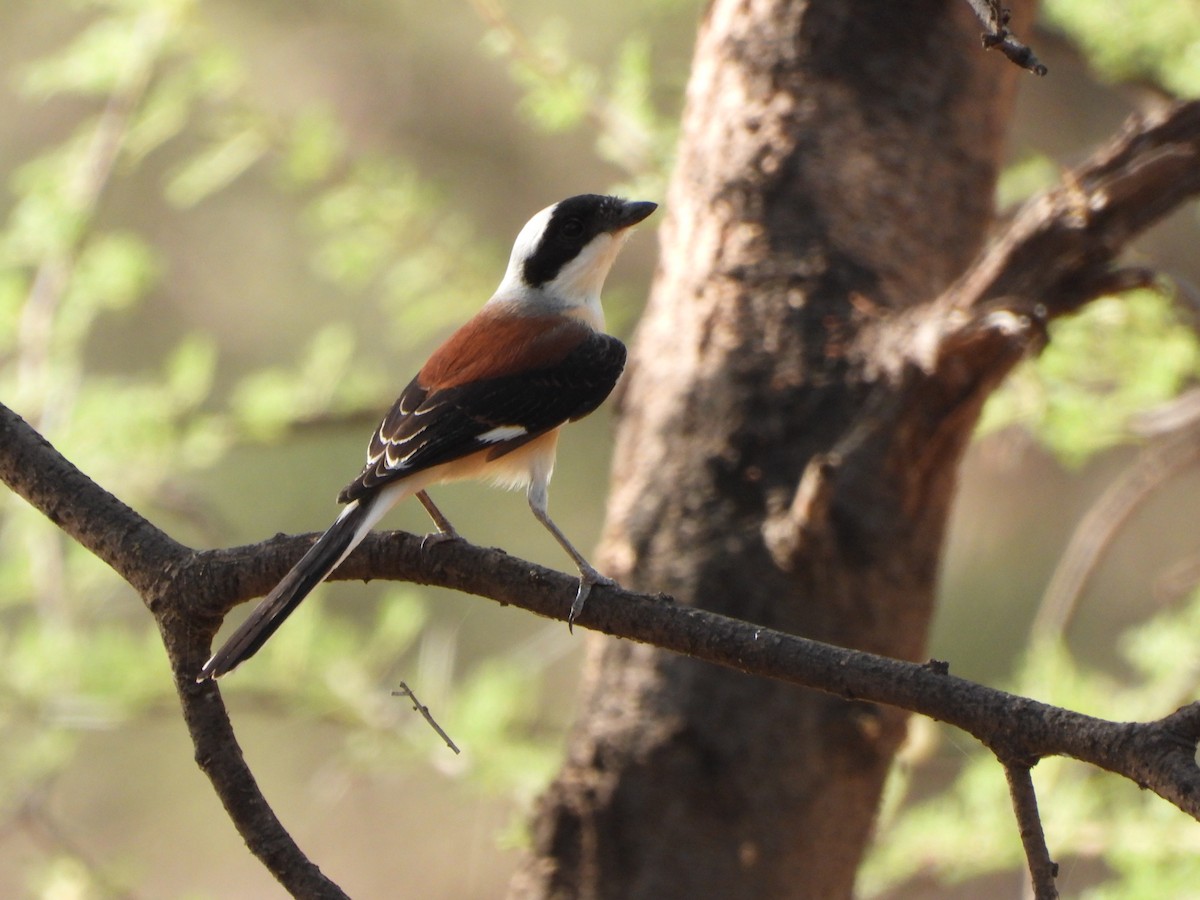Bay-backed Shrike - ML637310148