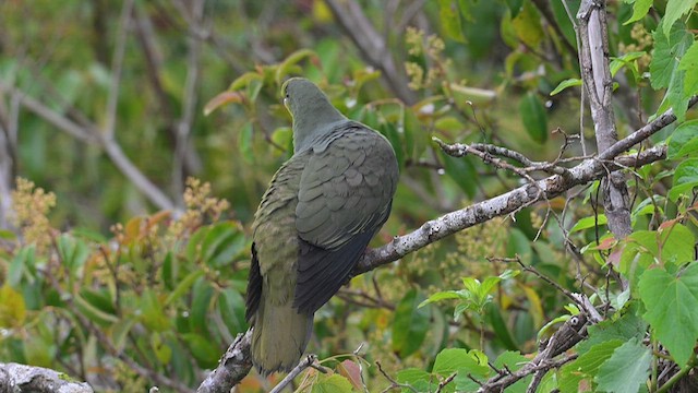 Vinago de Formosa (Ryukyu) - ML637310149