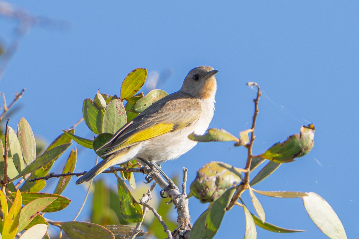 Rufous-throated Honeyeater - ML637310298