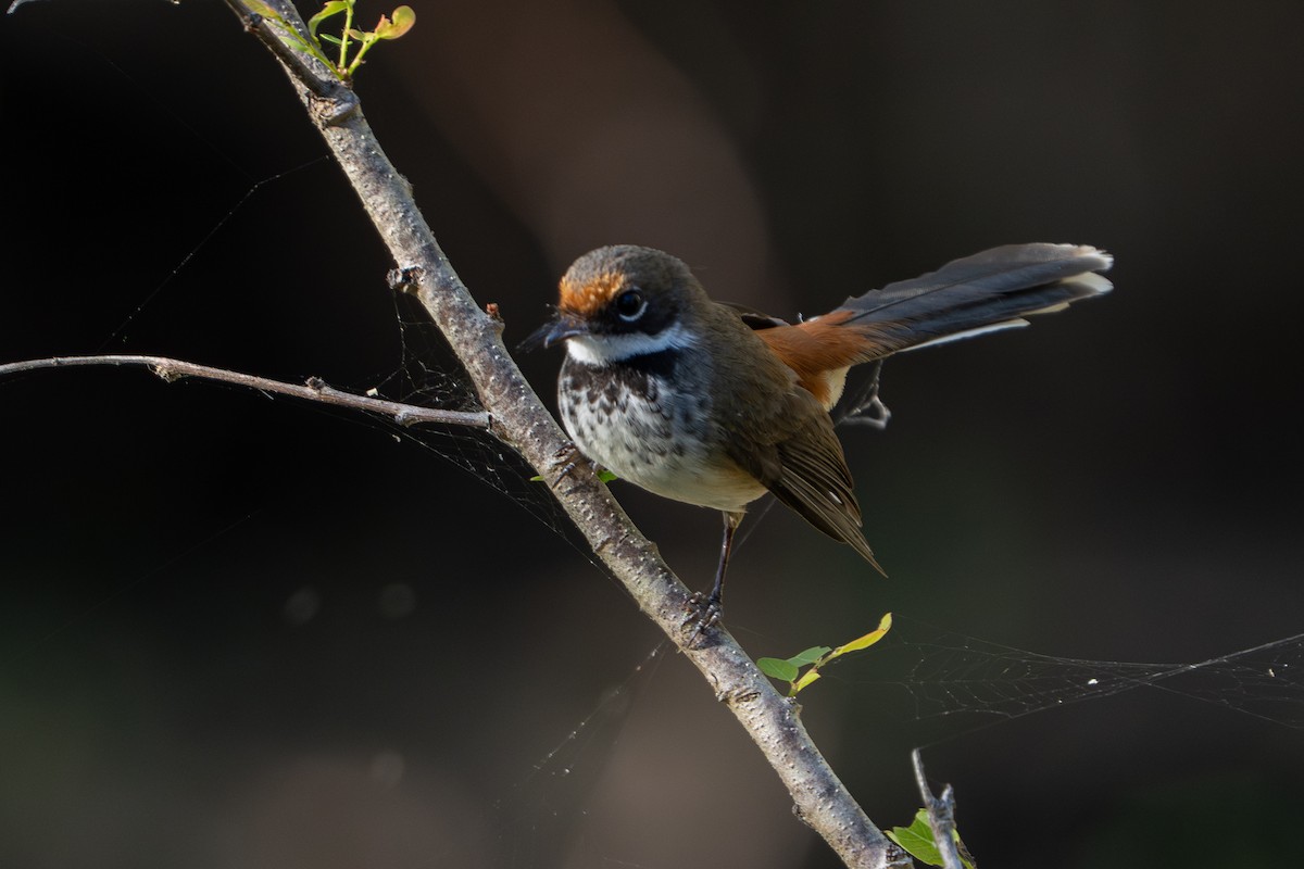 Arafura Fantail - ML637310310