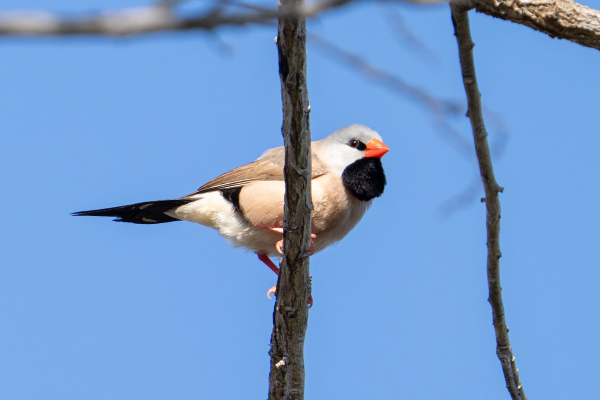 Long-tailed Finch - ML637310313