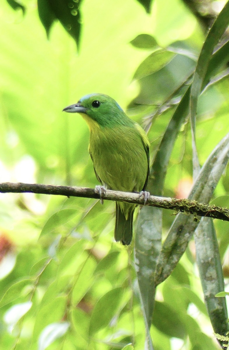 Green Shrike-Vireo - ML637310327