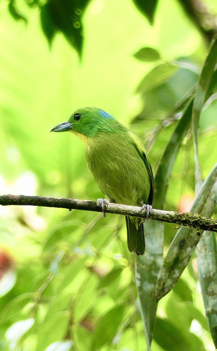 Green Shrike-Vireo - ML637310328
