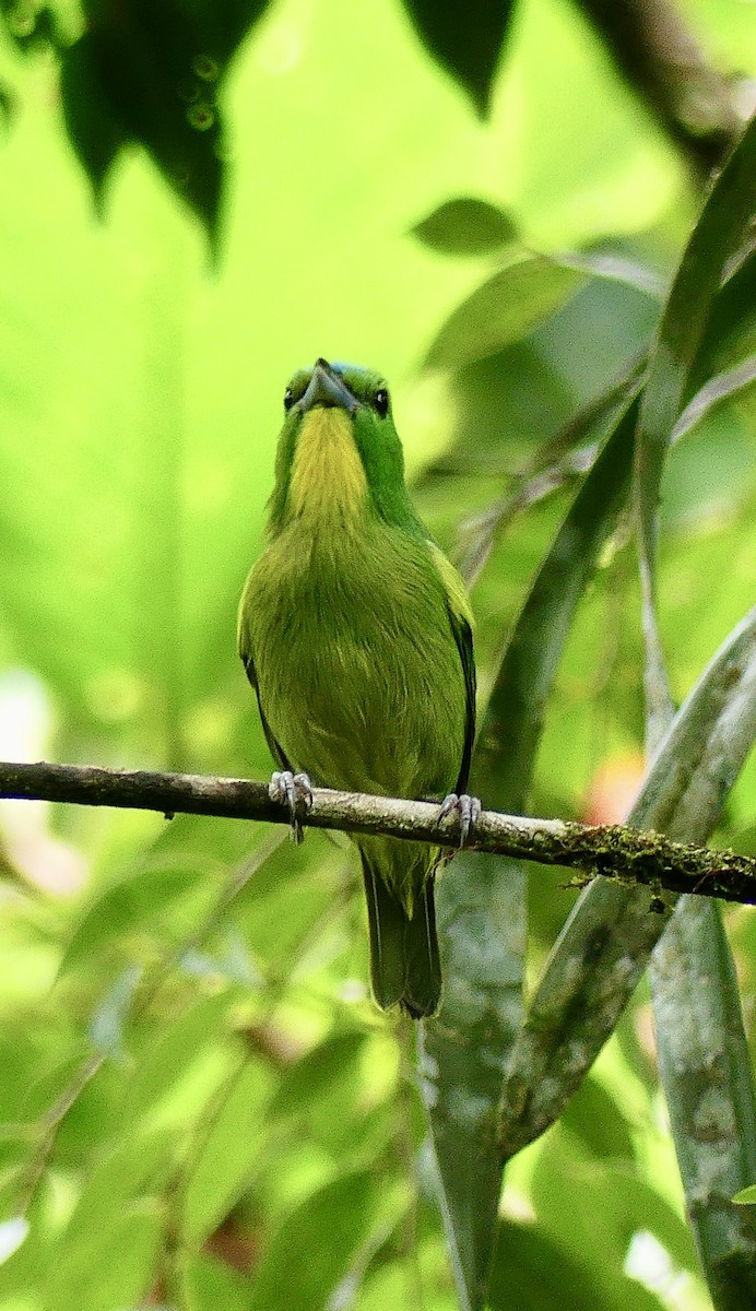 Green Shrike-Vireo - ML637310330