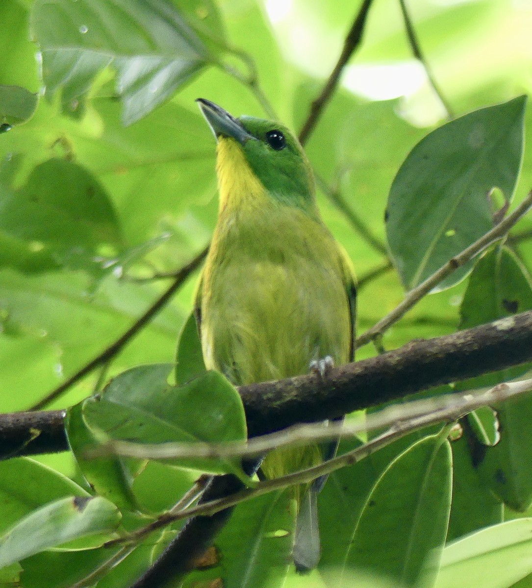 Green Shrike-Vireo - ML637310331