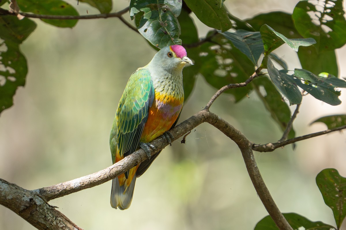 Rose-crowned Fruit-Dove - ML637310430