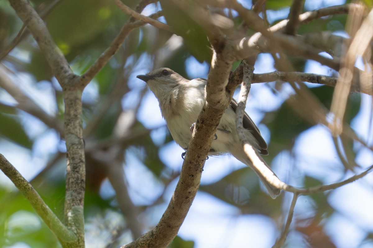 Gray Whistler - ML637310439