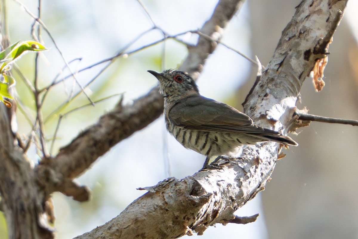 Little Bronze-Cuckoo - ML637310440