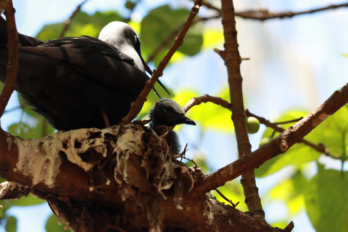 Black Noddy - ML637310462