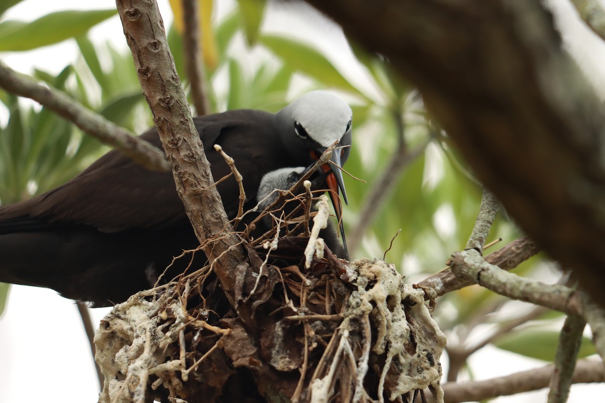 Black Noddy - ML637310463
