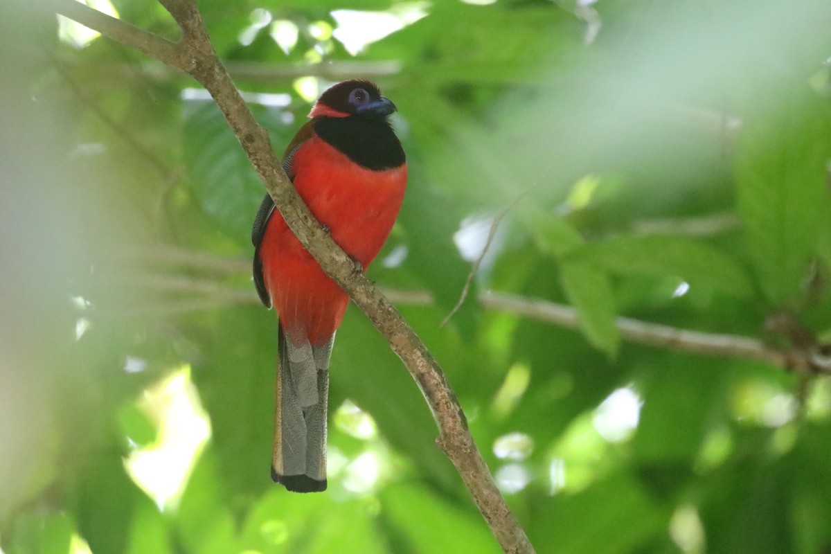 Diard's Trogon - ML637310479