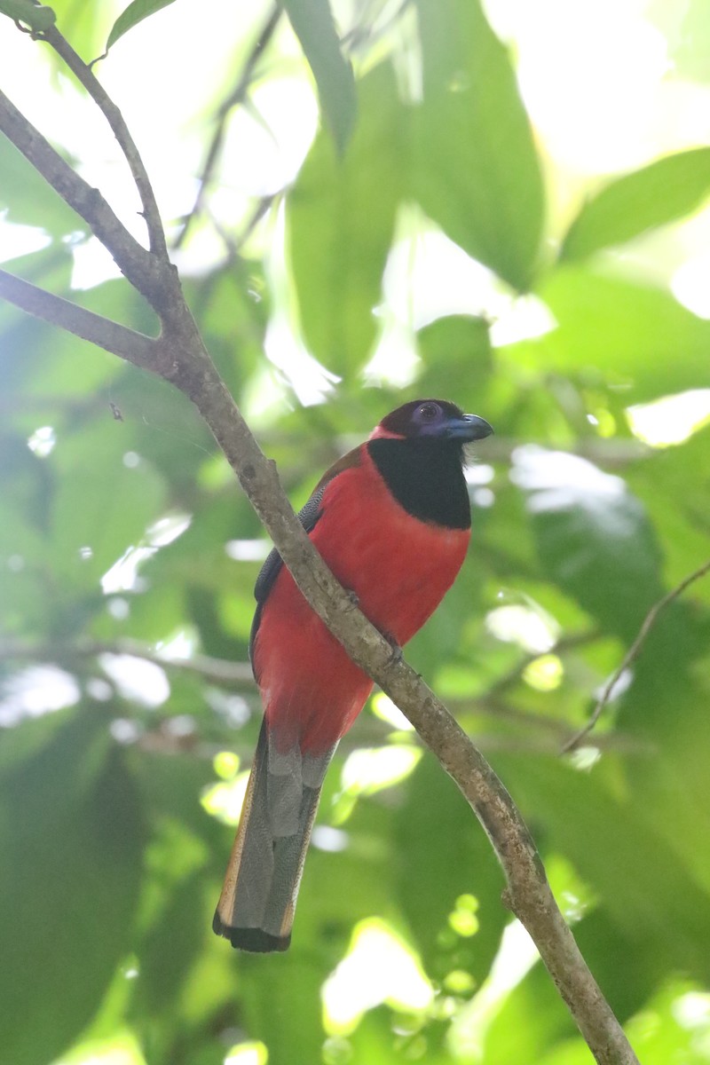 Diard's Trogon - ML637310480