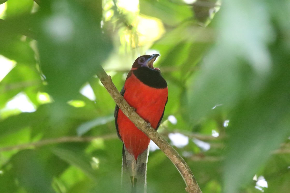 Diard's Trogon - ML637310481