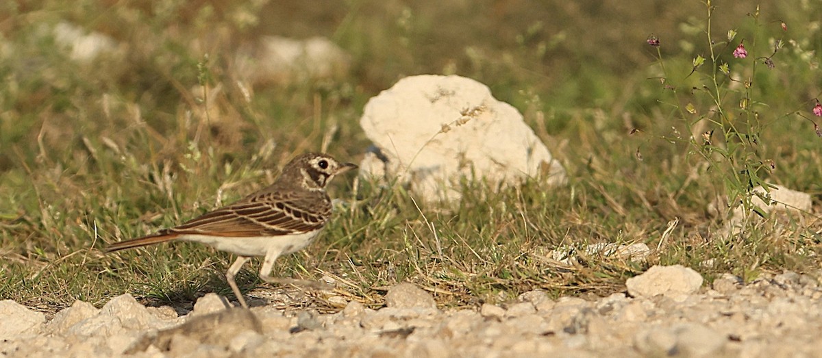 Dusky Lark - ML637310486