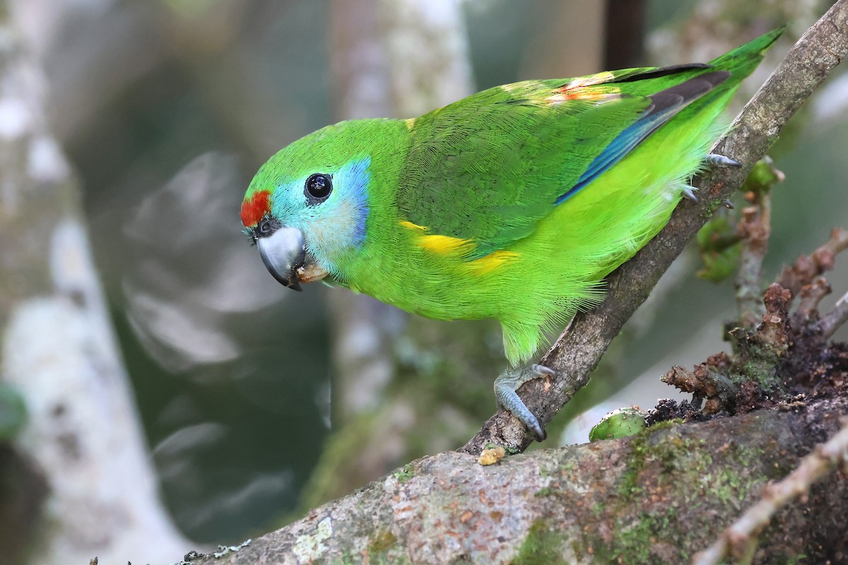 Double-eyed Fig-Parrot (Double-eyed) - ML637310491