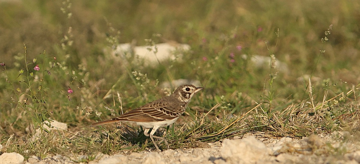 Dusky Lark - ML637310492