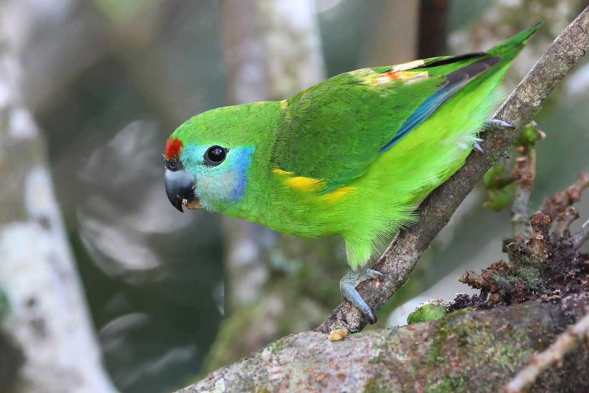 Double-eyed Fig-Parrot (Double-eyed) - ML637310514