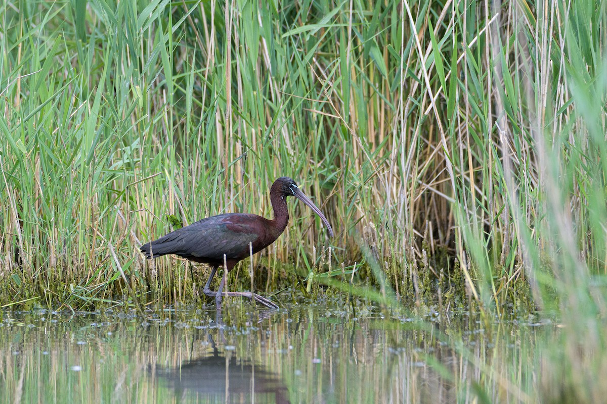 Glossy Ibis - ML637310529