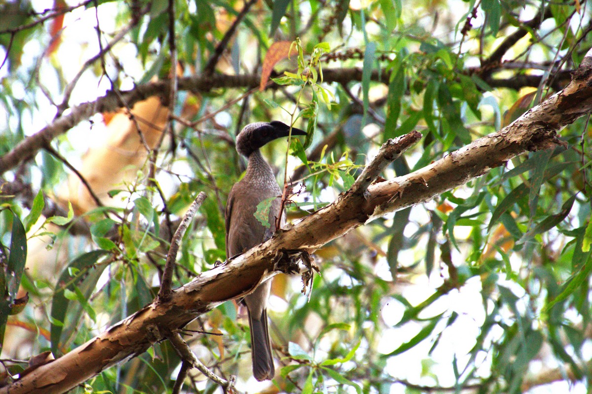 Helmeted Friarbird (Hornbill) - ML637310538