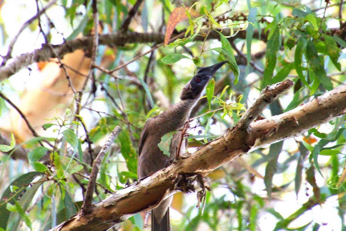 Helmeted Friarbird (Hornbill) - ML637310539