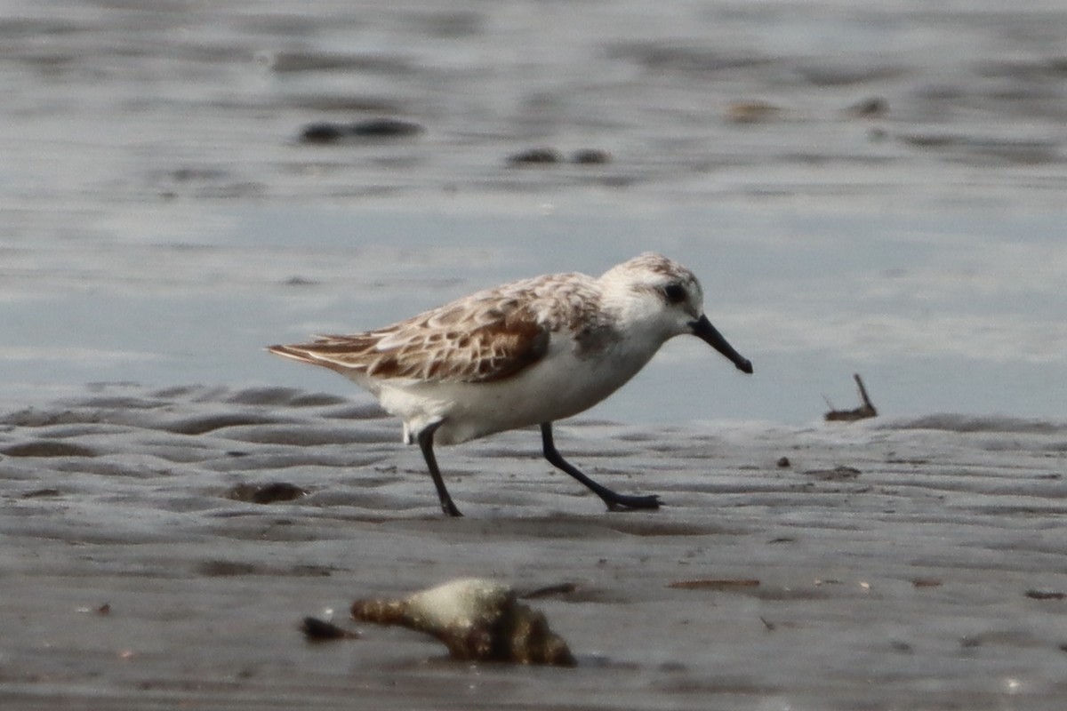 Sanderling - ML637310547
