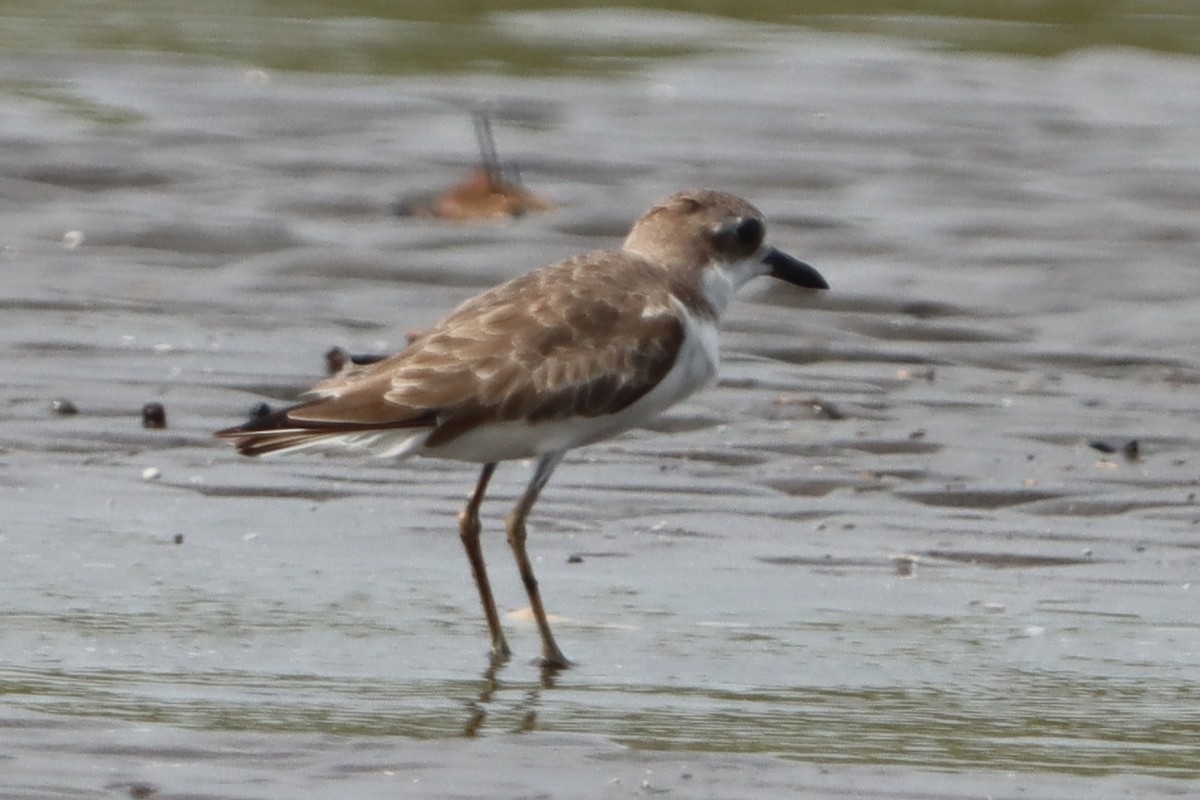 Greater Sand-Plover - ML637310550