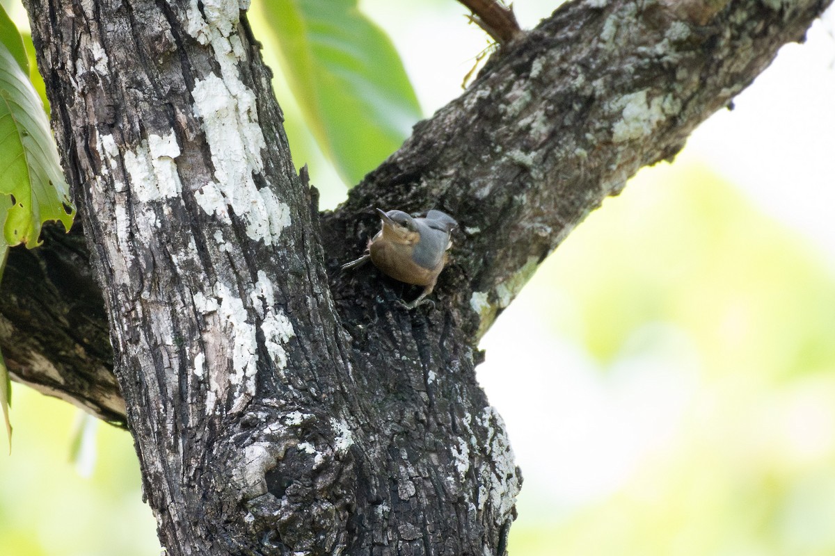 Burmese Nuthatch - ML637310563