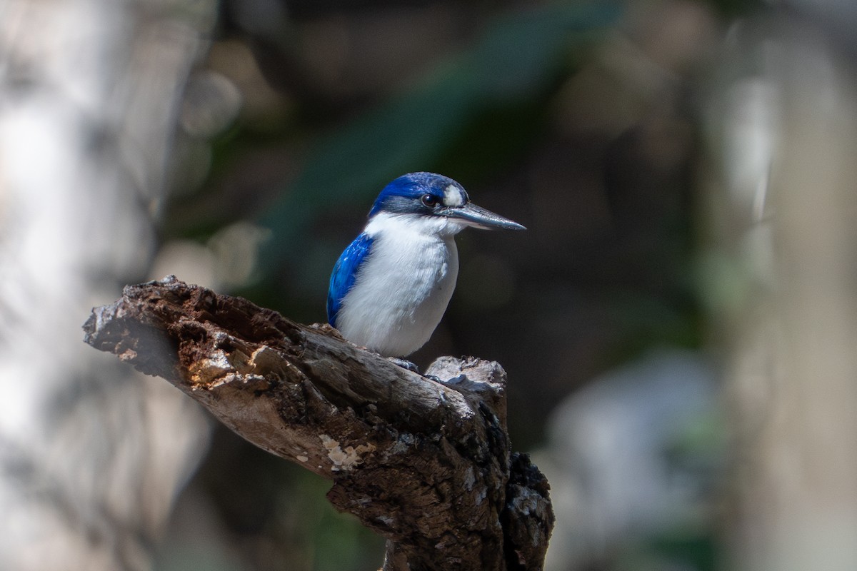 Forest Kingfisher - ML637310564