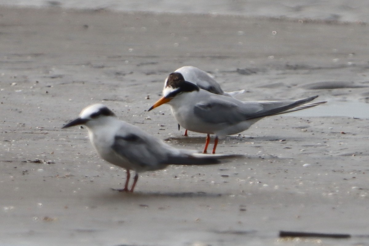 Little Tern - ML637310582