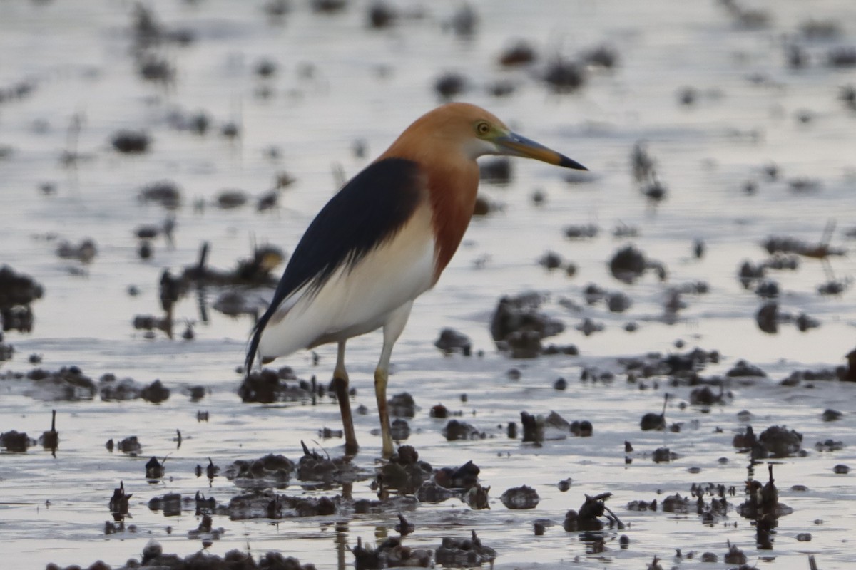 Javan Pond-Heron - ML637310602
