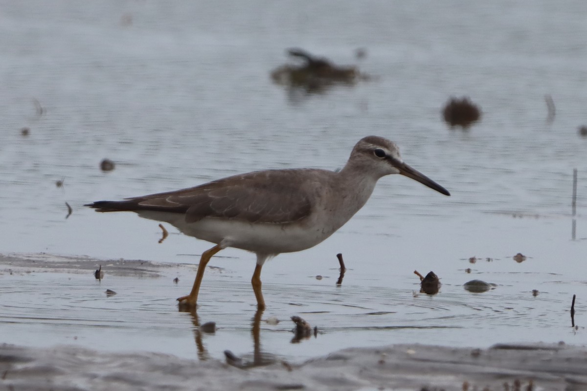 Gray-tailed Tattler - ML637310625
