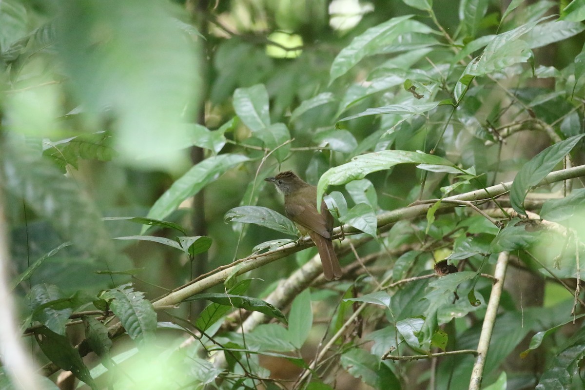 Gray-cheeked Bulbul - ML637310680