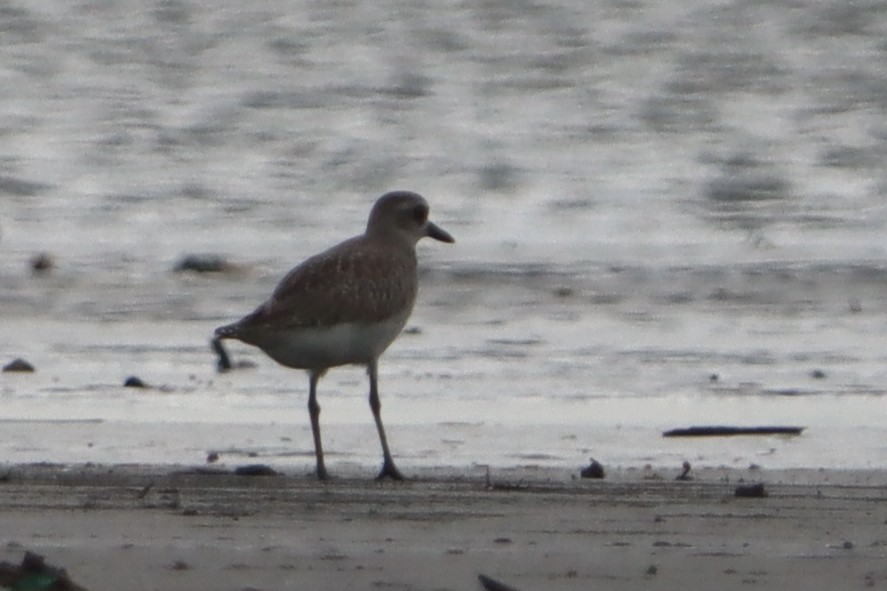 Black-bellied Plover - ML637310681