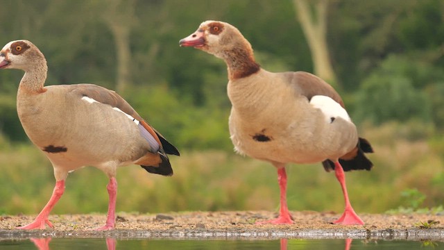 Egyptian Goose - ML637310697