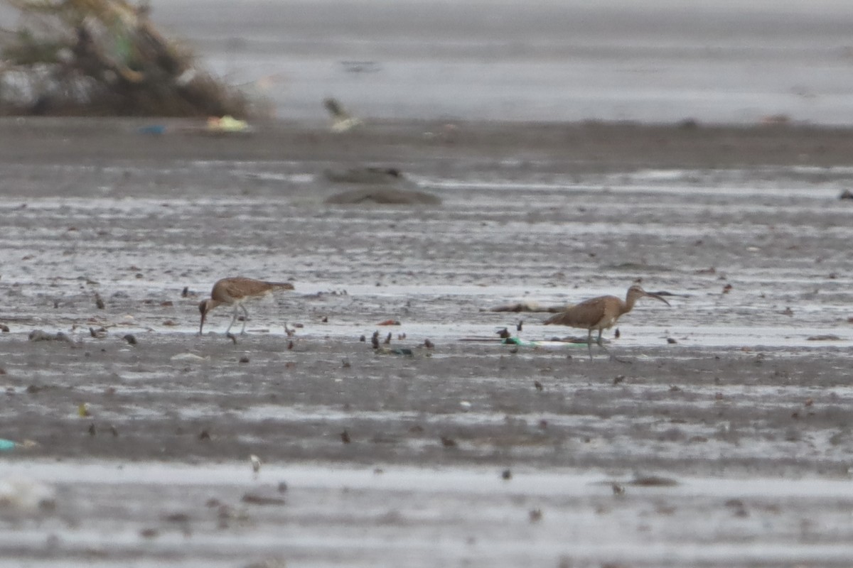 Whimbrel - ML637310702