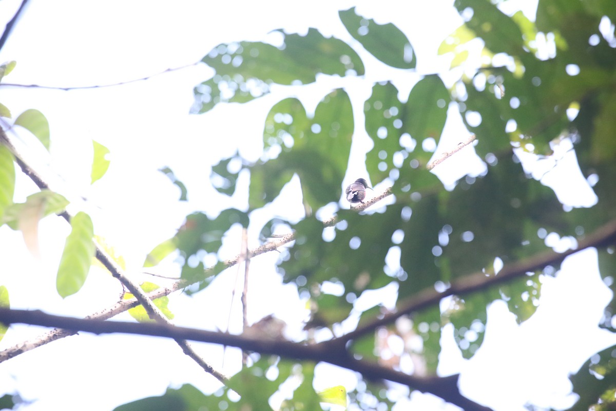 Van Hasselt's Sunbird - ML637310730