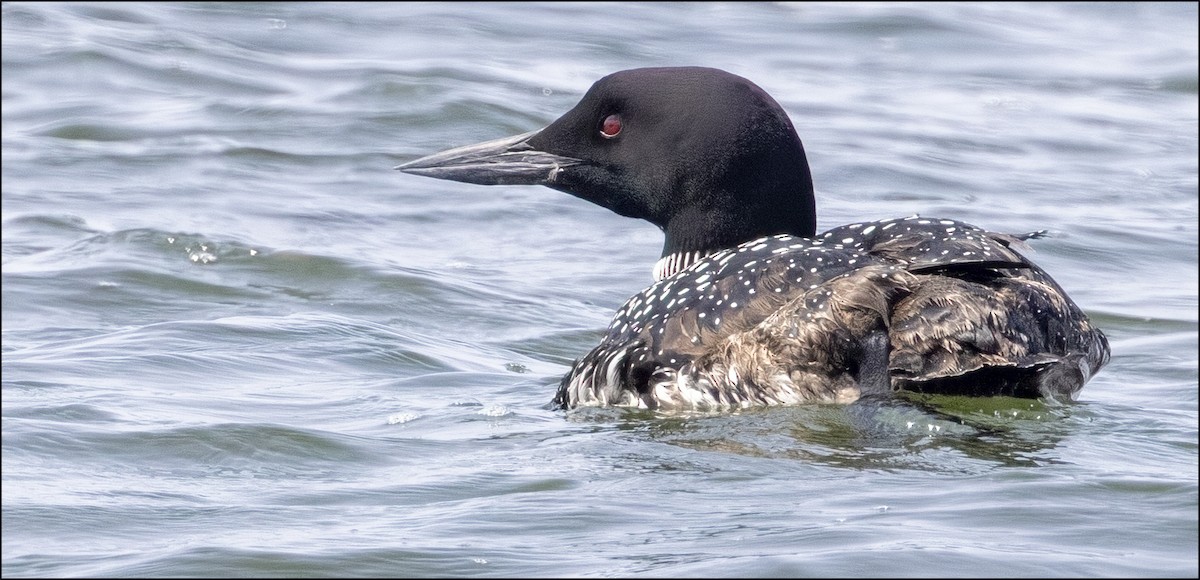 Common Loon - ML637310754