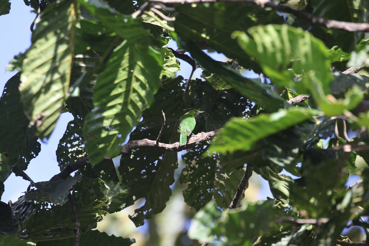 Lesser Green Leafbird - ML637310935