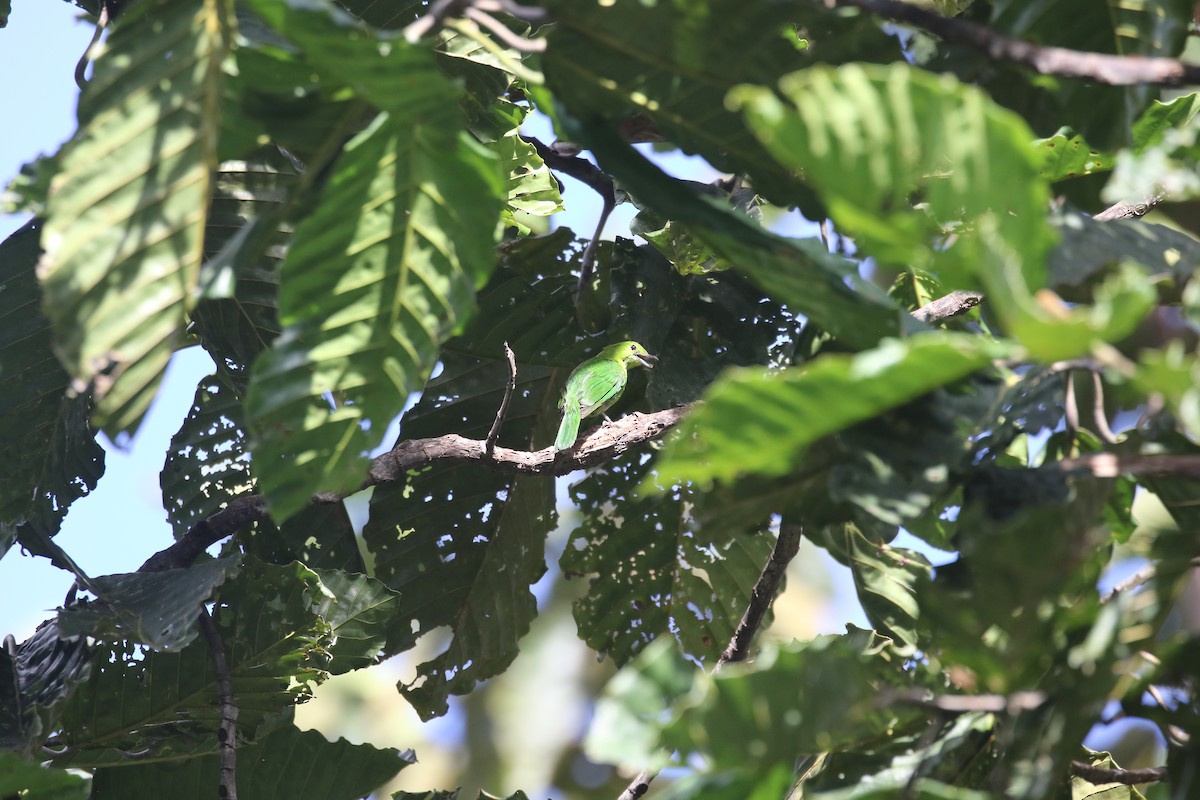 Lesser Green Leafbird - ML637310936